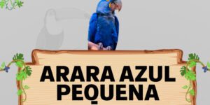 arara azul pequena