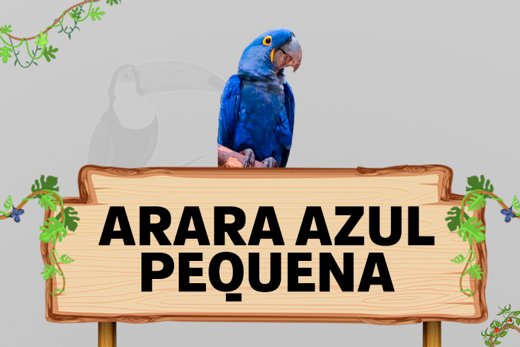 arara azul pequena