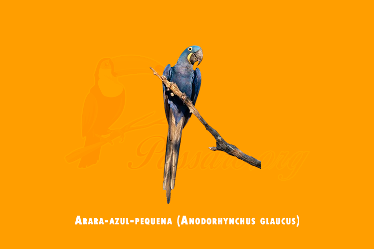 arara-azul-pequena (anodorhynchus glaucus)