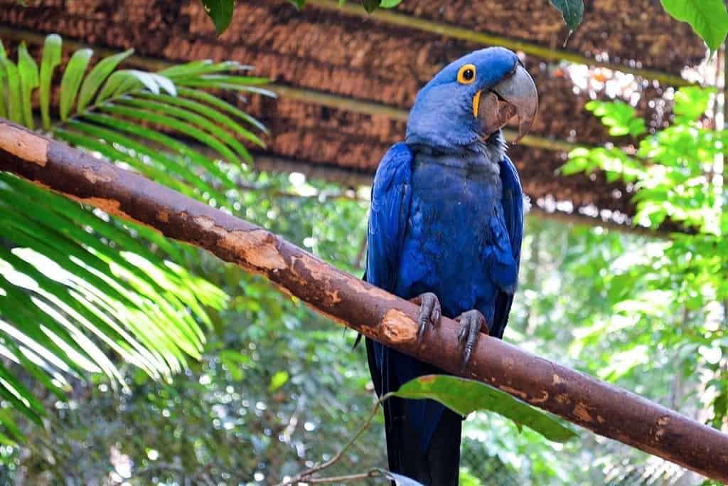 arara-azul-pequena