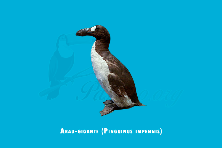 arau-gigante (pinguinus impennis)