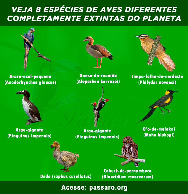 aves completamente extintas do planeta