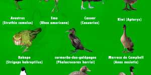 aves que nao voam