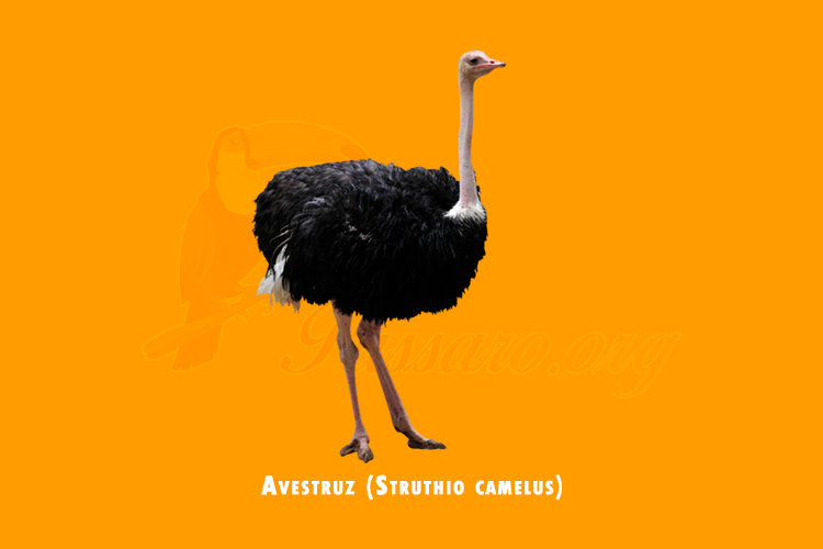 avestruz (struthio camelus)