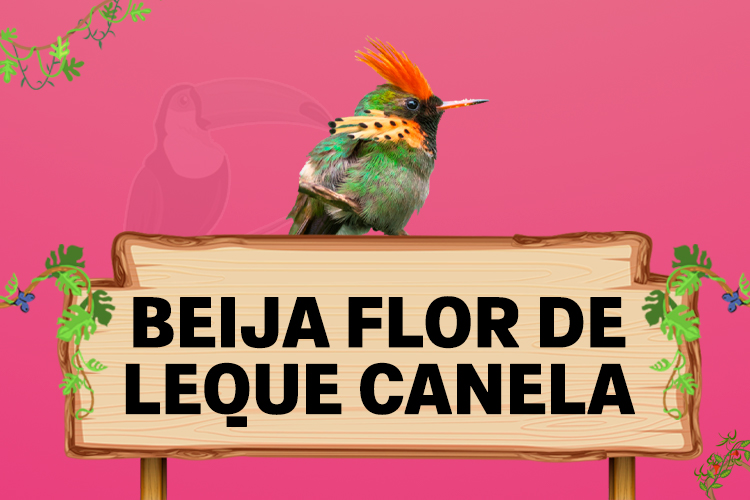 beija flor de leque canela