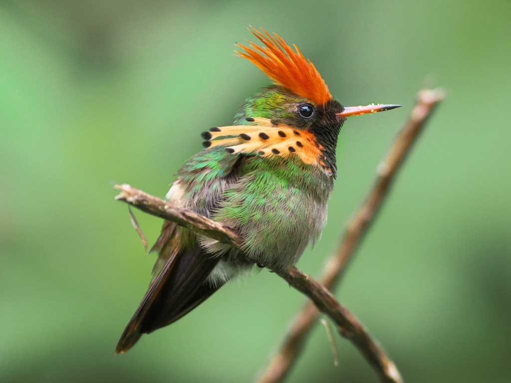 beija-flor-de-leque-canela