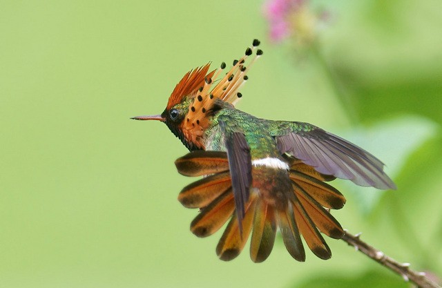 beija-flor-de-leque-canela