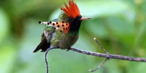 beija-flor-de-leque-canela