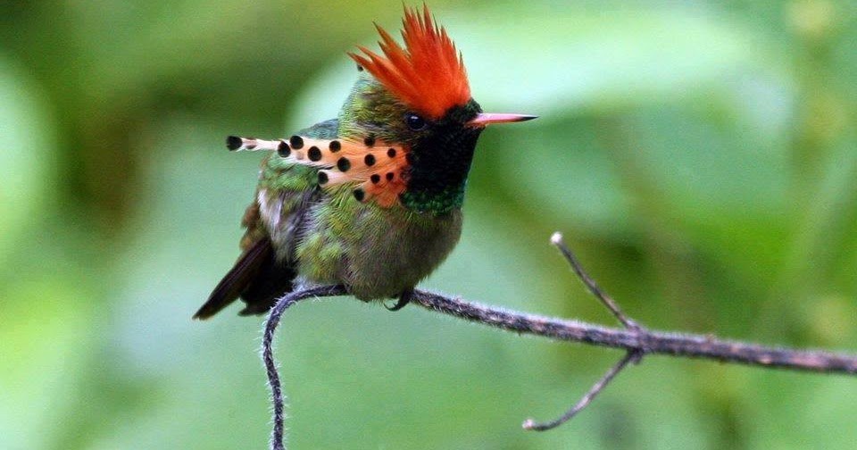 beija-flor-de-leque-canela