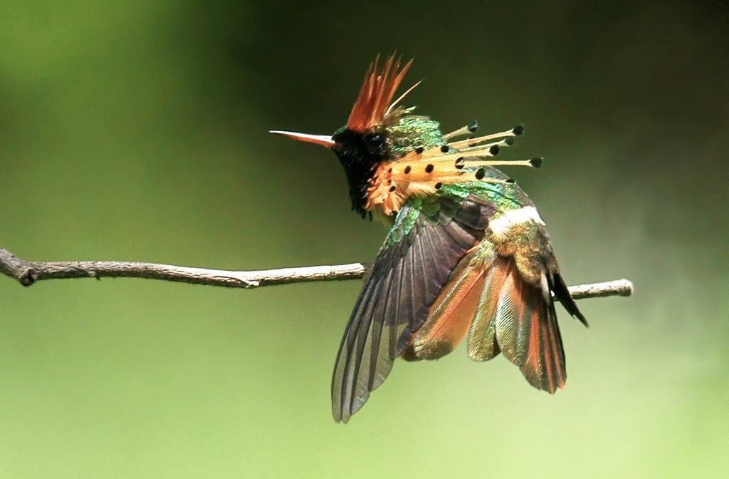 beija-flor-de-leque-canela