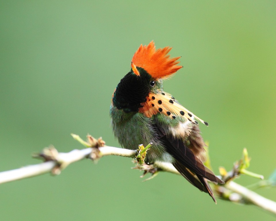 beija-flor-de-leque-canela