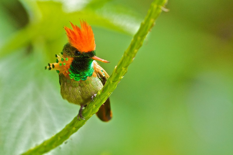 beija-flor-de-leque-canela