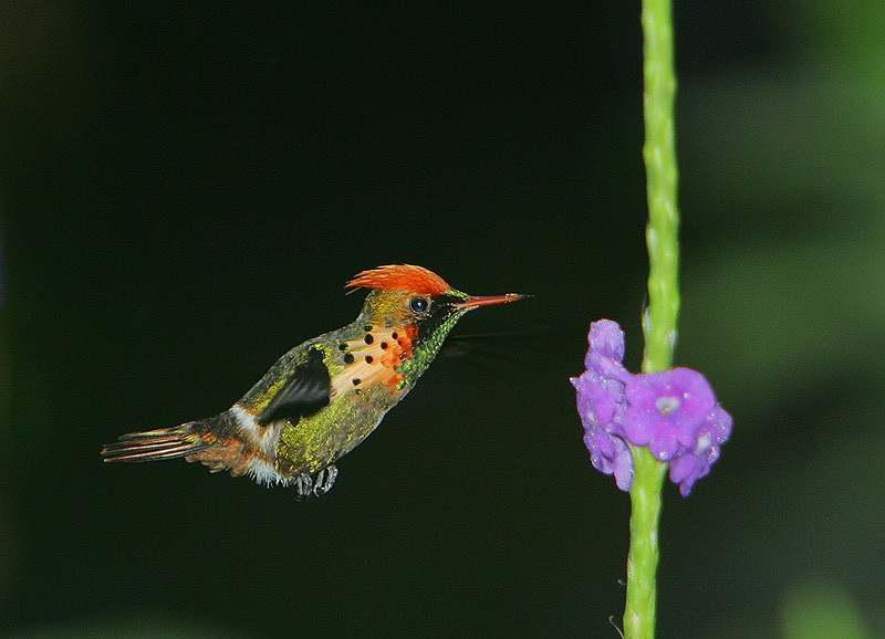 beija-flor-de-leque-canela