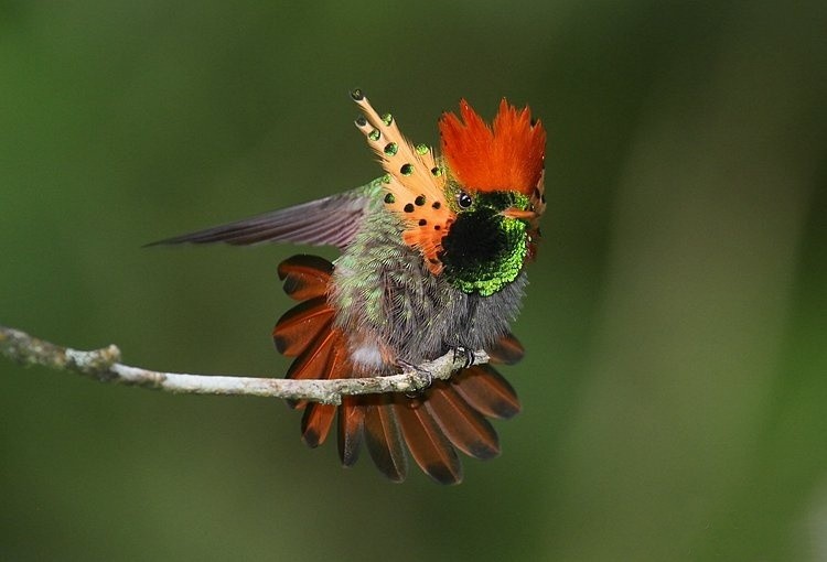 beija-flor-de-leque-canela