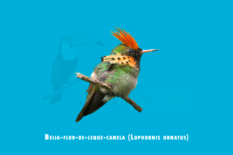 beija-flor-de-leque-canela (lophornis ornatus)