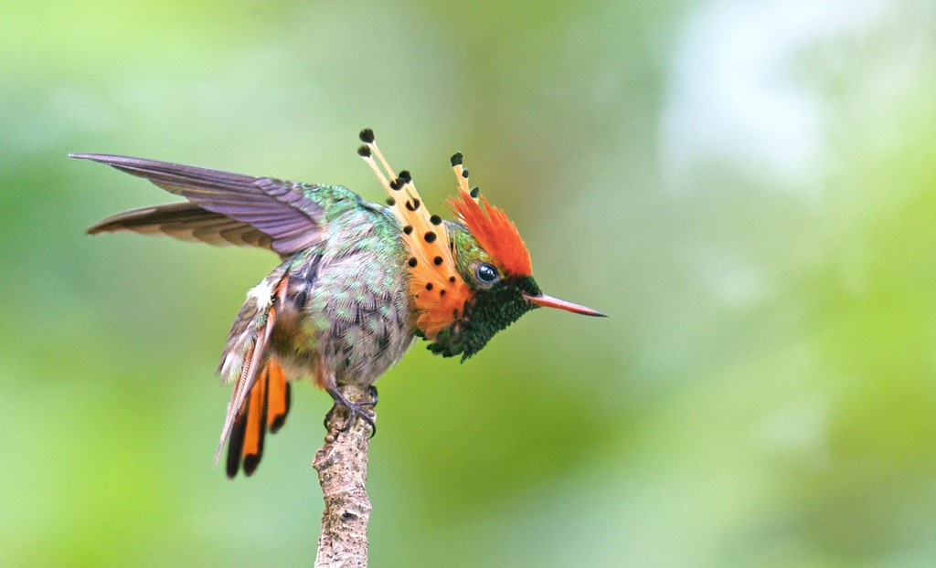 beija-flor-de-leque-canela