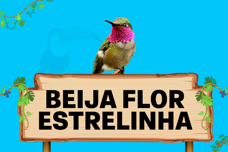 beija flor estrelinha