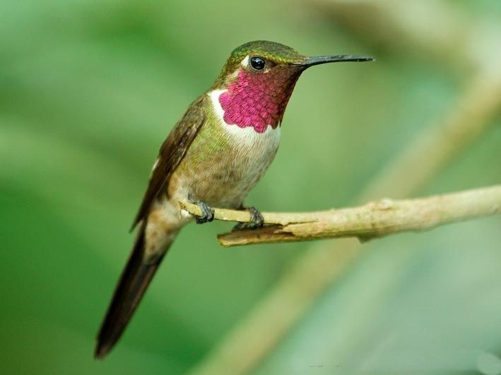 beija-flor estrelinha