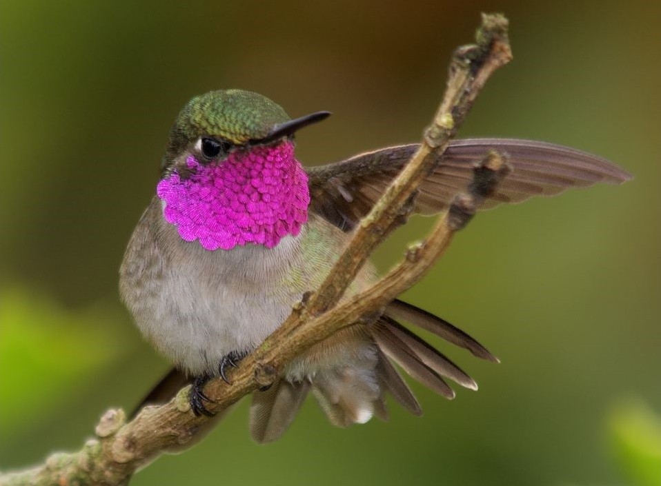 beija-flor estrelinha