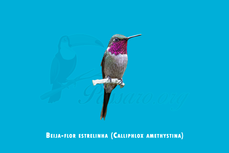 beija-flor estrelinha (calliphlox amethystina)