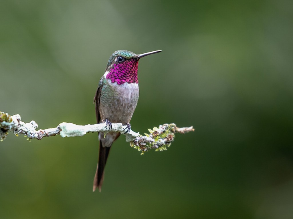 Beija-flor estrelinha: características, reprodução, alimentação e habitat |  Pássaros