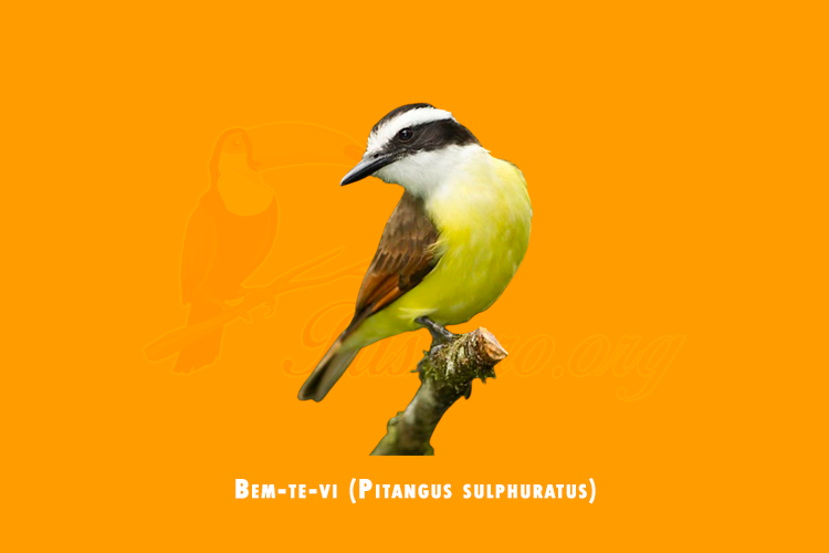 bem-te-vi (pitangus sulphuratus)