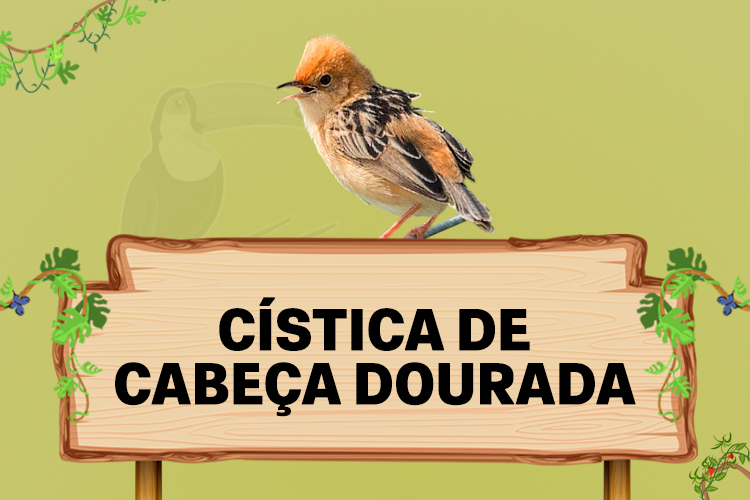 cistica de cabeça dourada