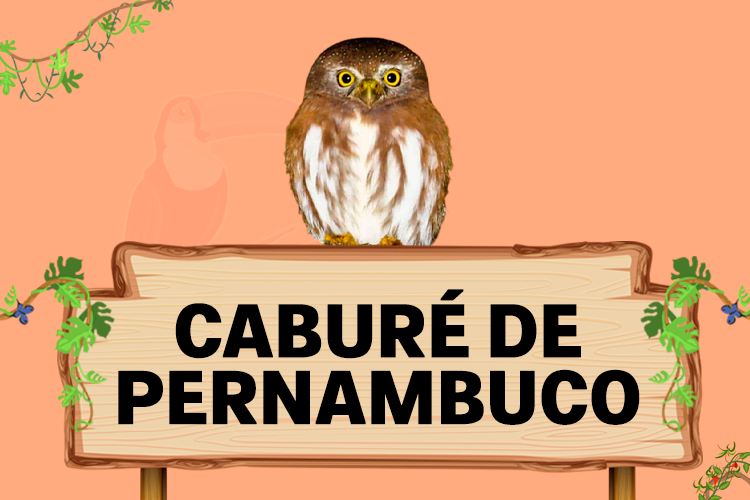 cabure de pernambuco