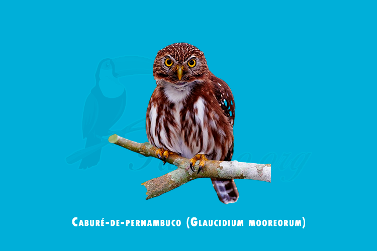 cabure-de-pernambuco (glaucidium mooreorum)