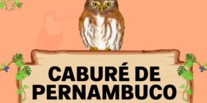 cabure de pernambuco