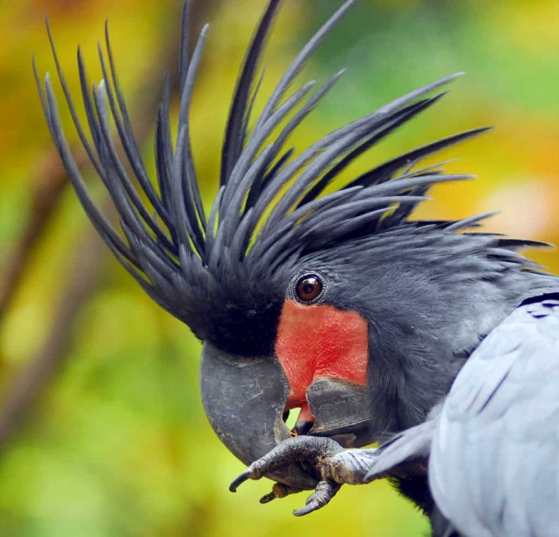 cacatua-das-palmeiras