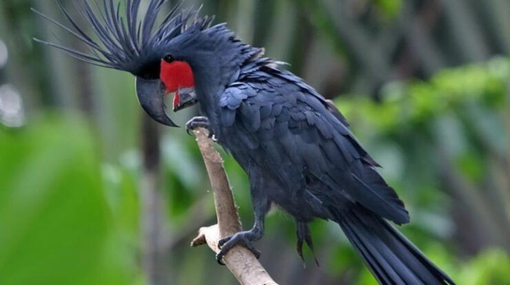 cacatua-das-palmeiras