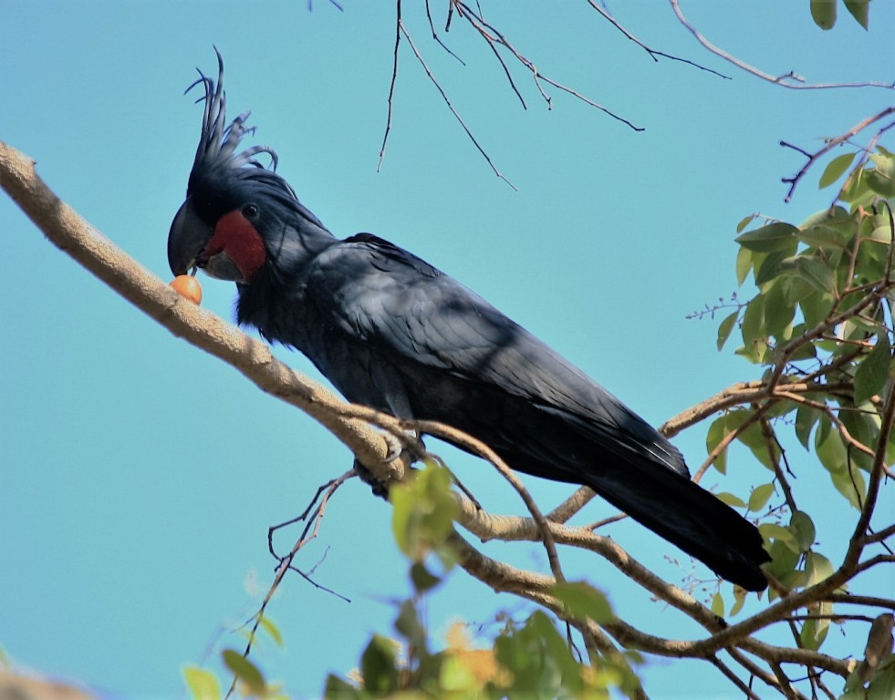 cacatua-das-palmeiras