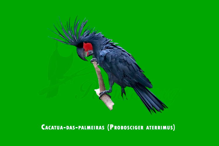 cacatua-das-palmeiras ( probosciger aterrimus)