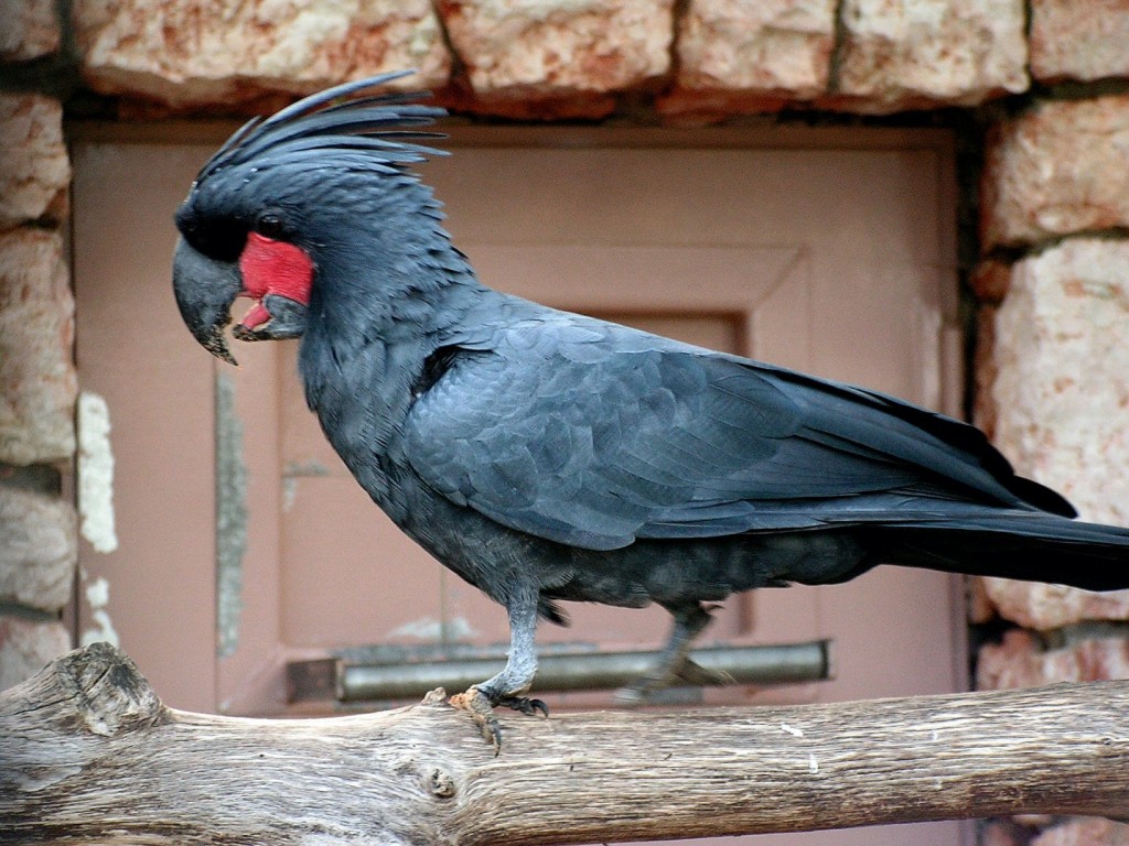 cacatua-das-palmeiras