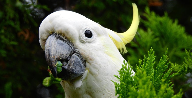 cacatua-de-crista-amarela