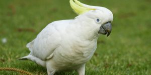 cacatua-de-crista-amarela