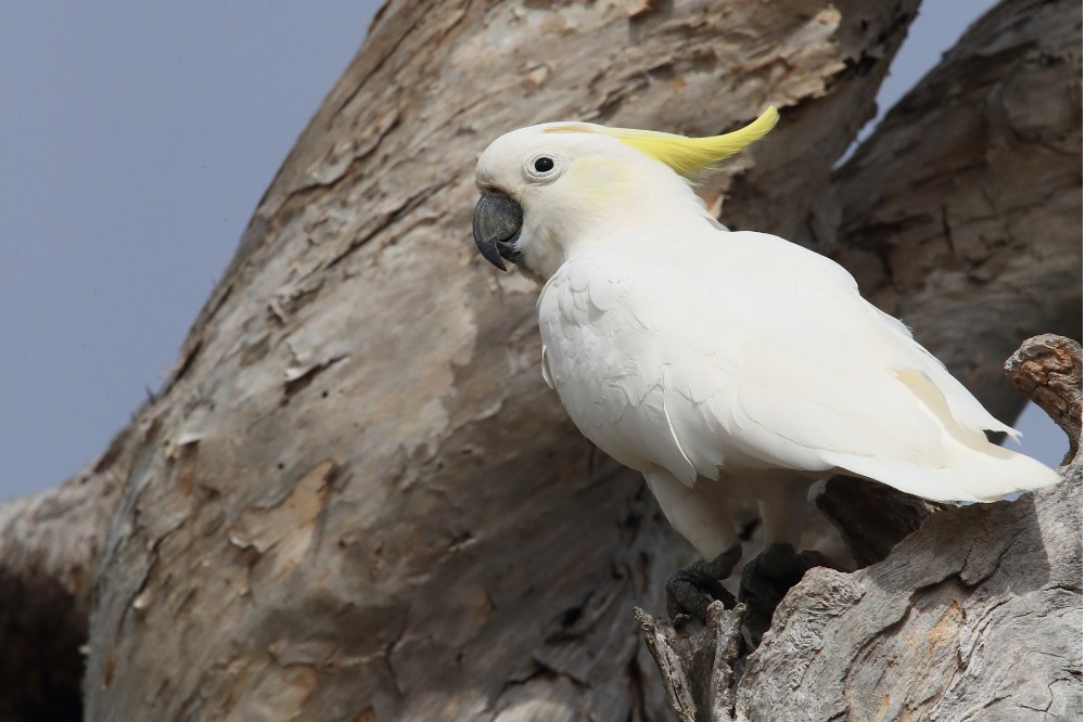 cacatua-de-crista-amarela (4)