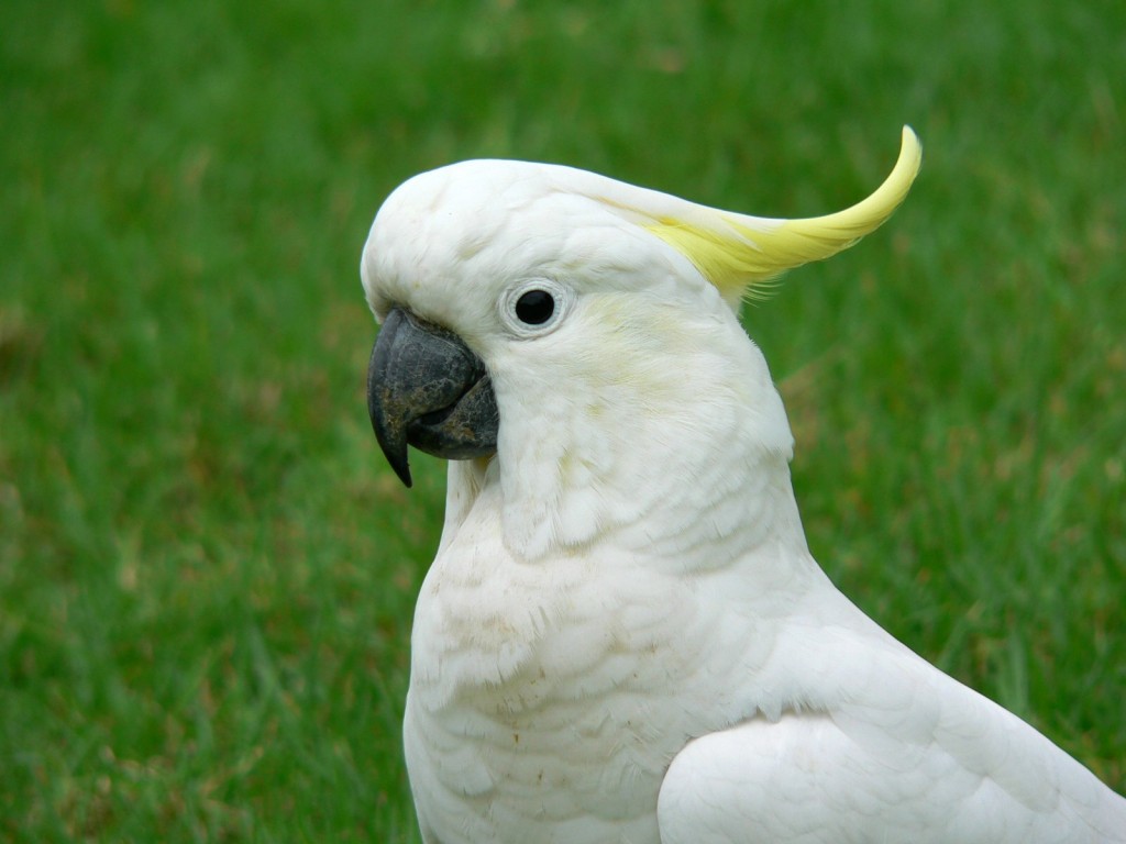 cacatua-de-crista-amarela (4)