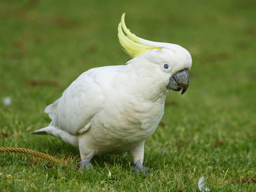 cacatua-de-crista-amarela