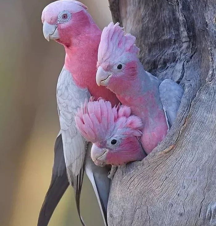 cacatua galah