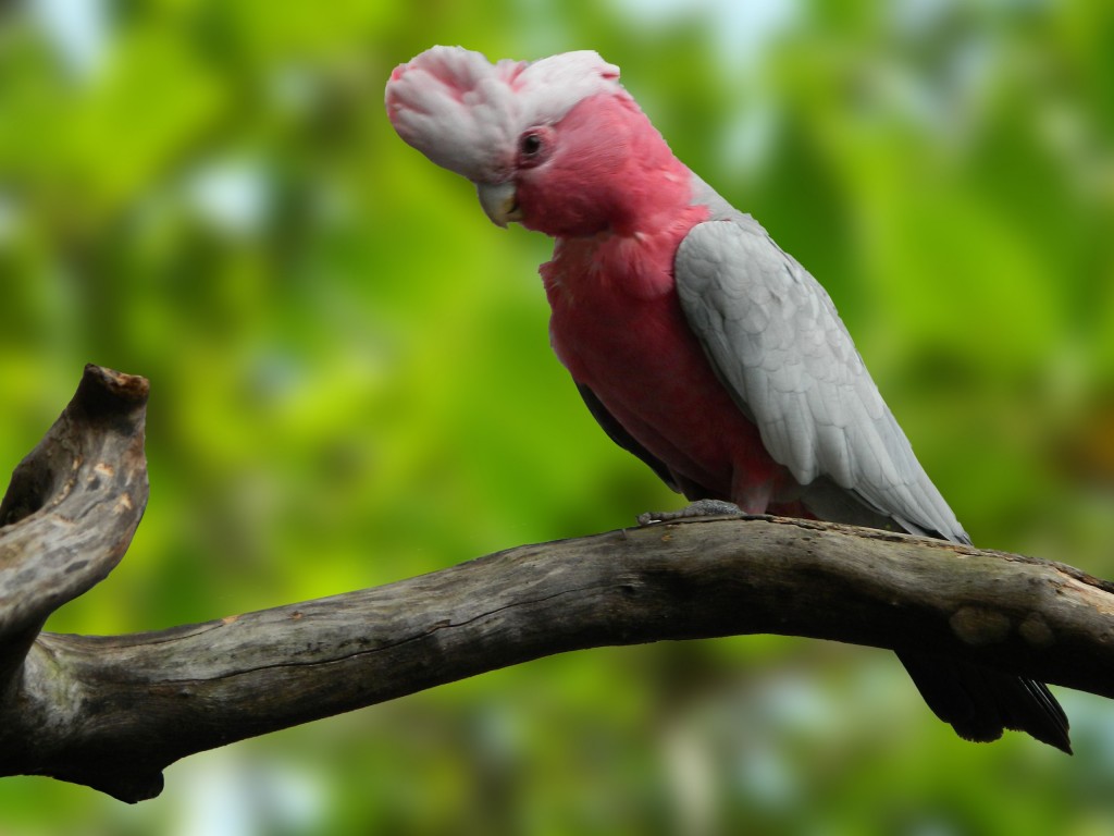 cacatua galah