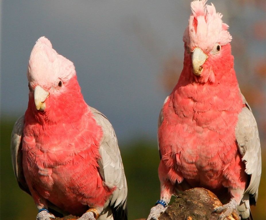 cacatua galah