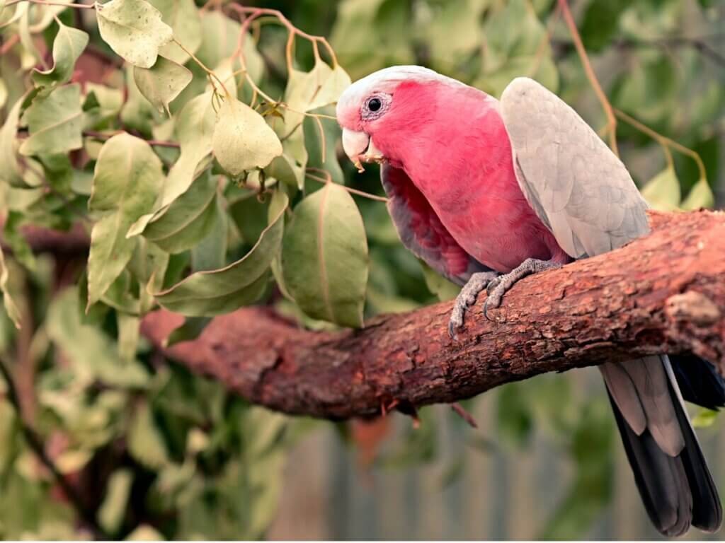 cacatua galah