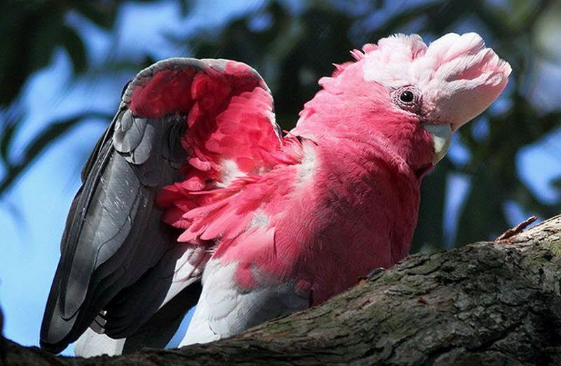 cacatua galah