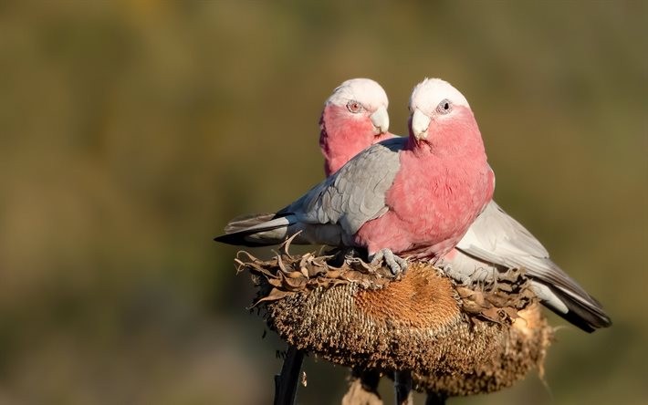 cacatua galah