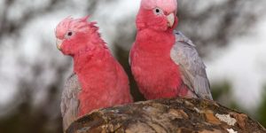 cacatua galah