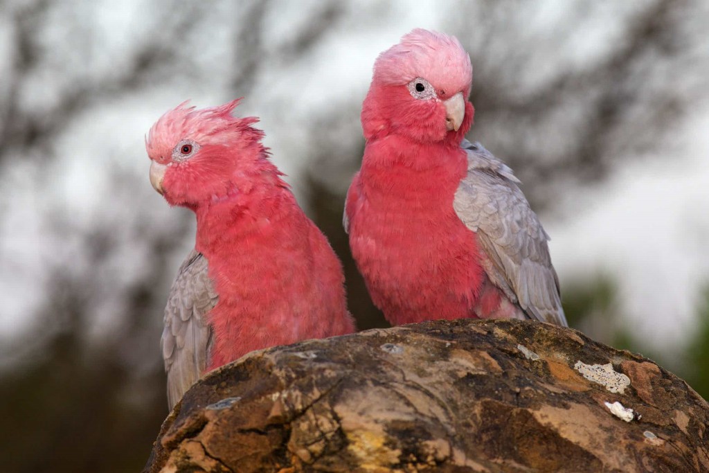 cacatua galah