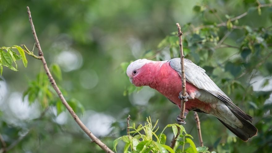 cacatua galah