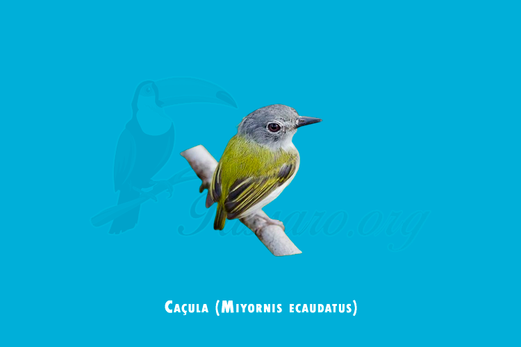 cacula (miyornis ecaudatus)